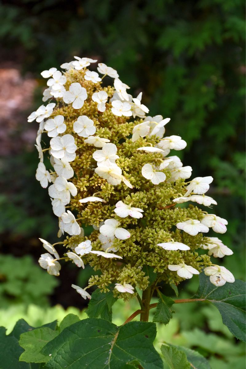 Hydrangea, Oakleaf Sykes Dwarf