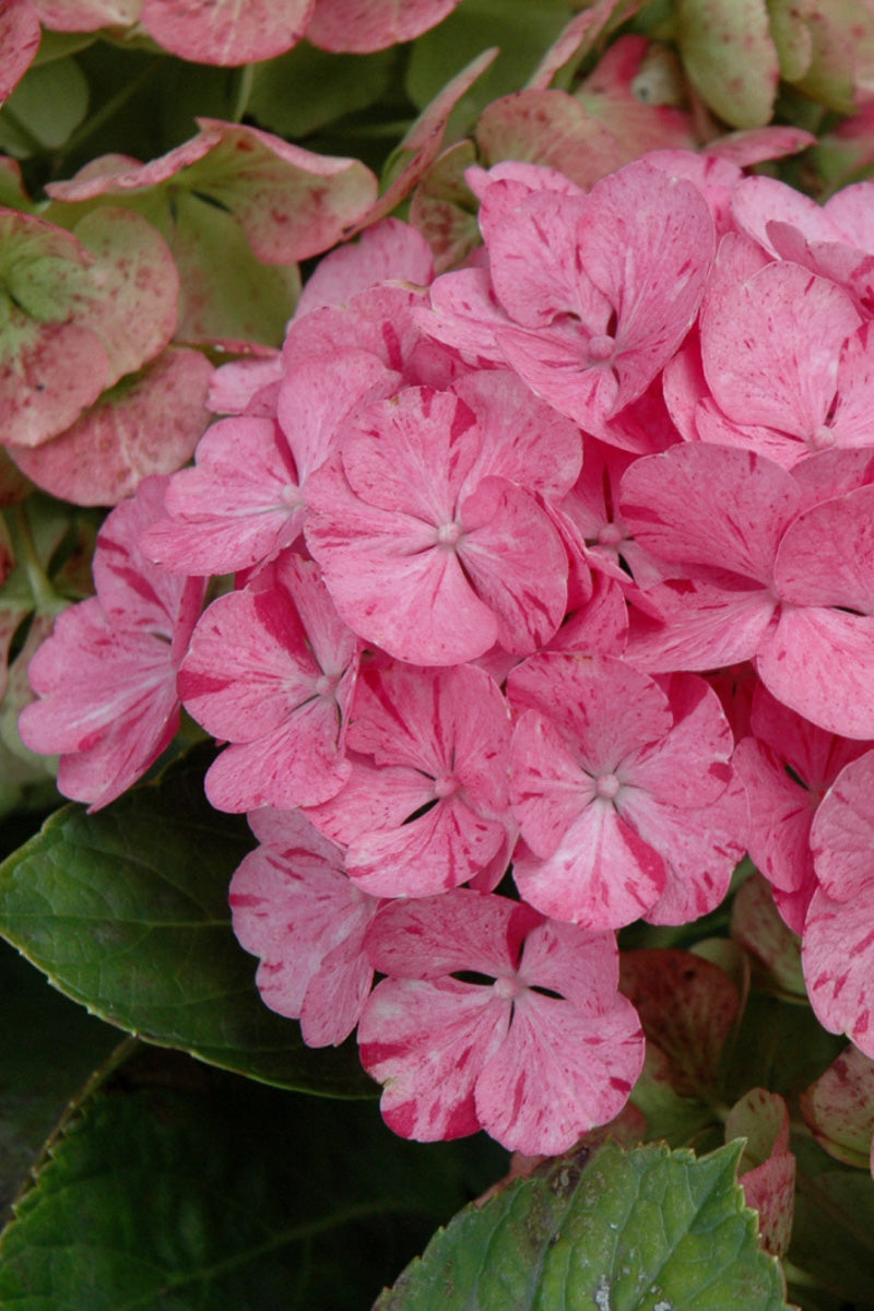 Hydrangea, Sweet Fantasy