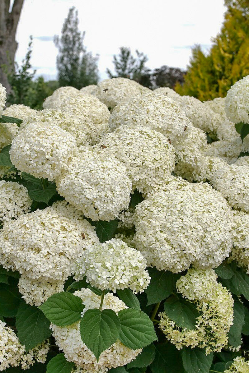 Smooth Hydrangea, Incrediball Storm Proof