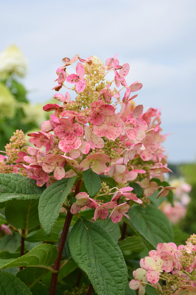 Hydrangea Panicle, Quick Fire