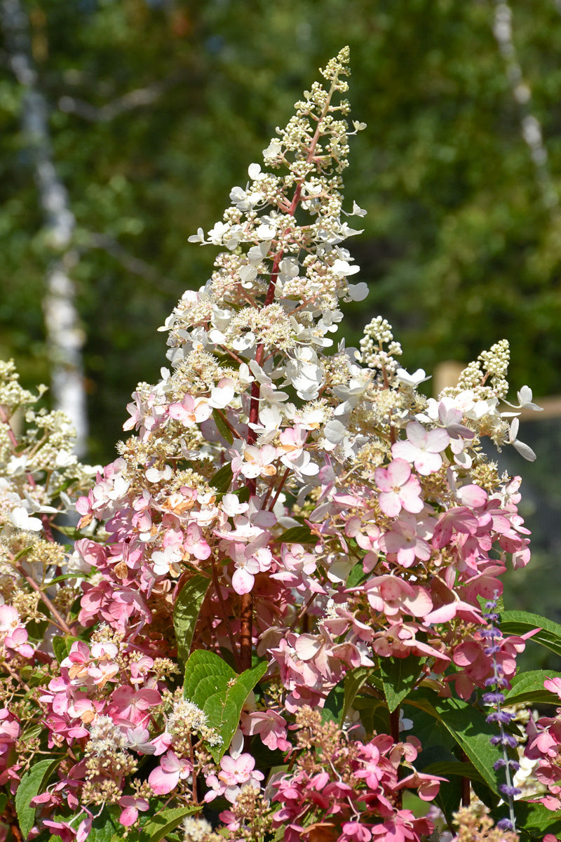 Hydrangea, Pan Candelabra