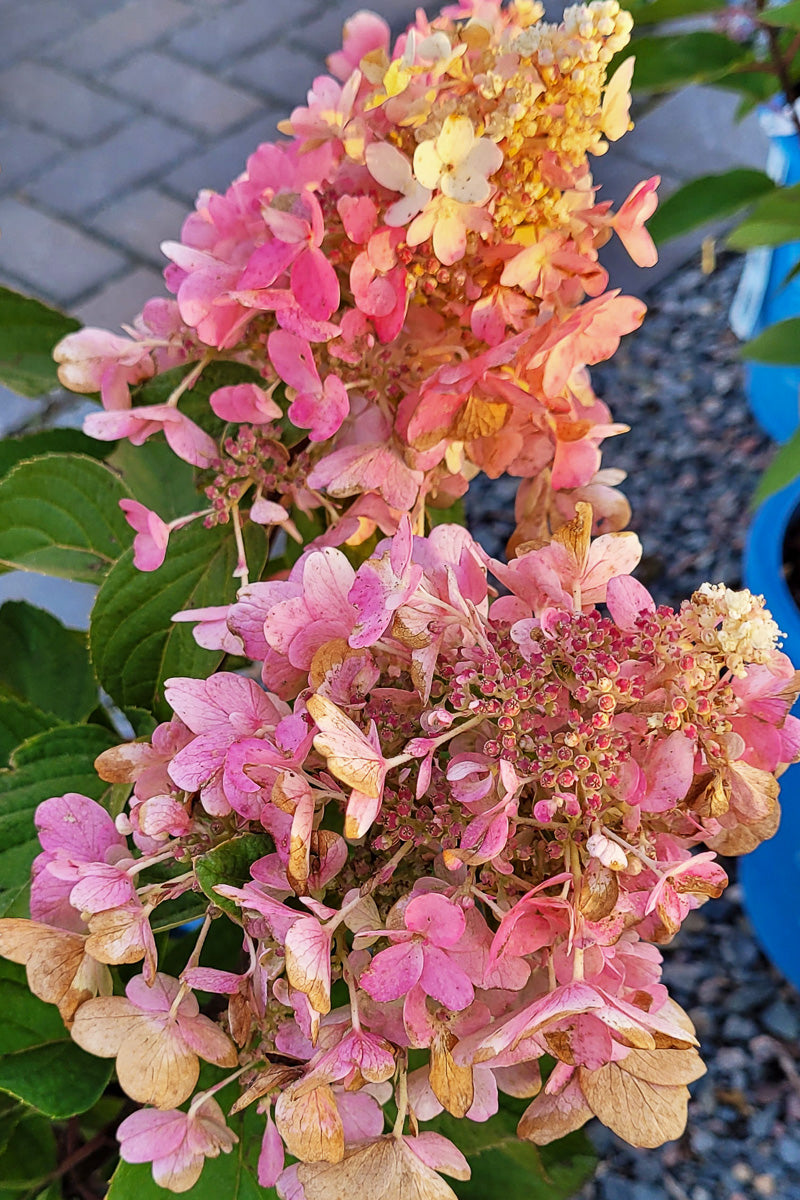 Hydrangea, Pan Candelabra