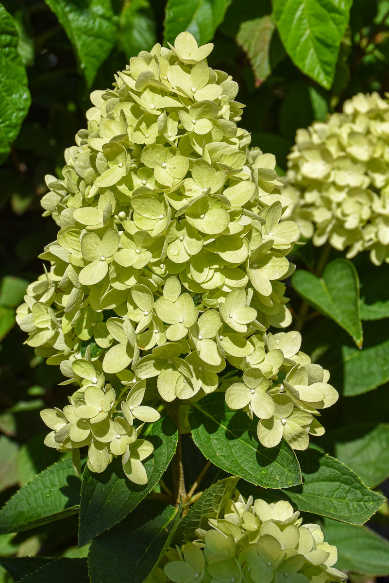 Hydrangea Paniculata, Dragon Baby