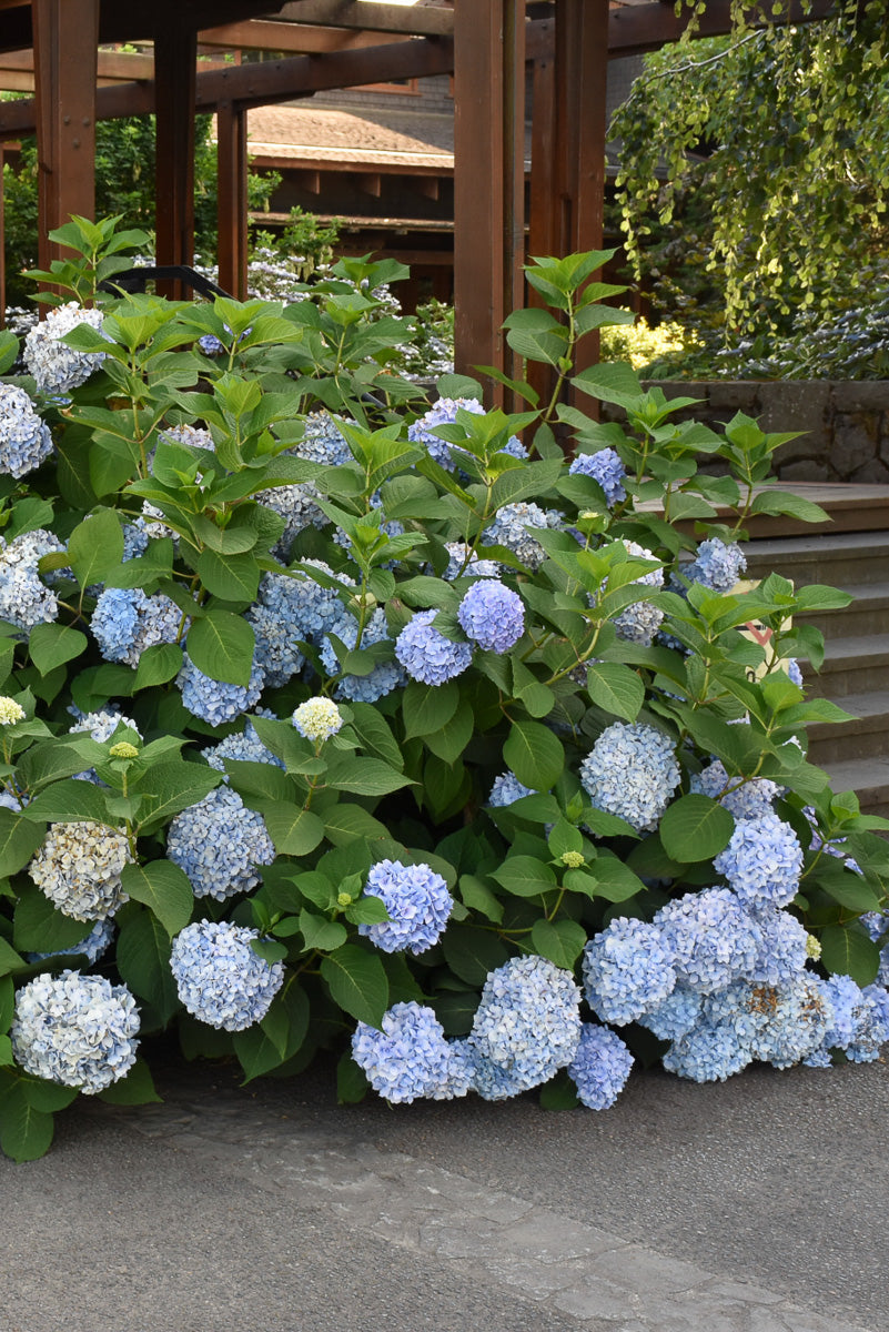 Hydrangea, Blue Enchantress