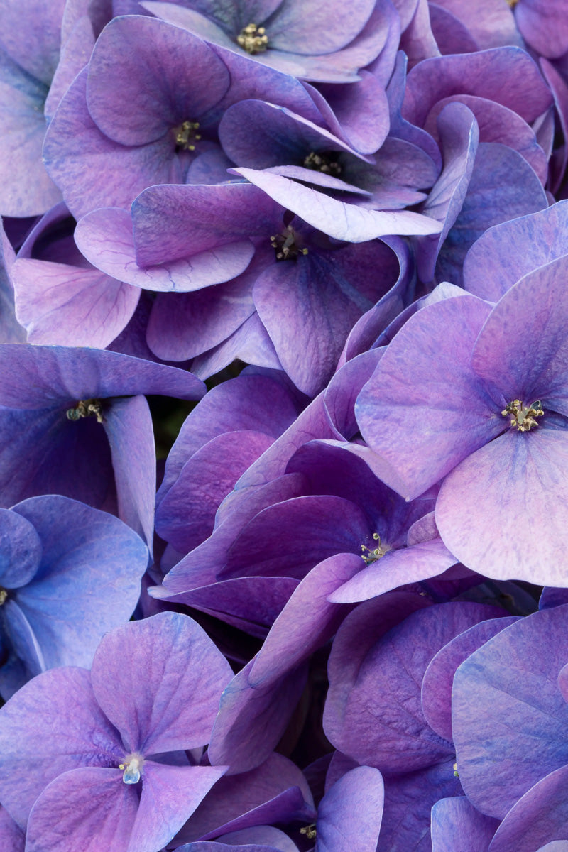 Big Leaf Hydrangea, Hi Horizon Blue