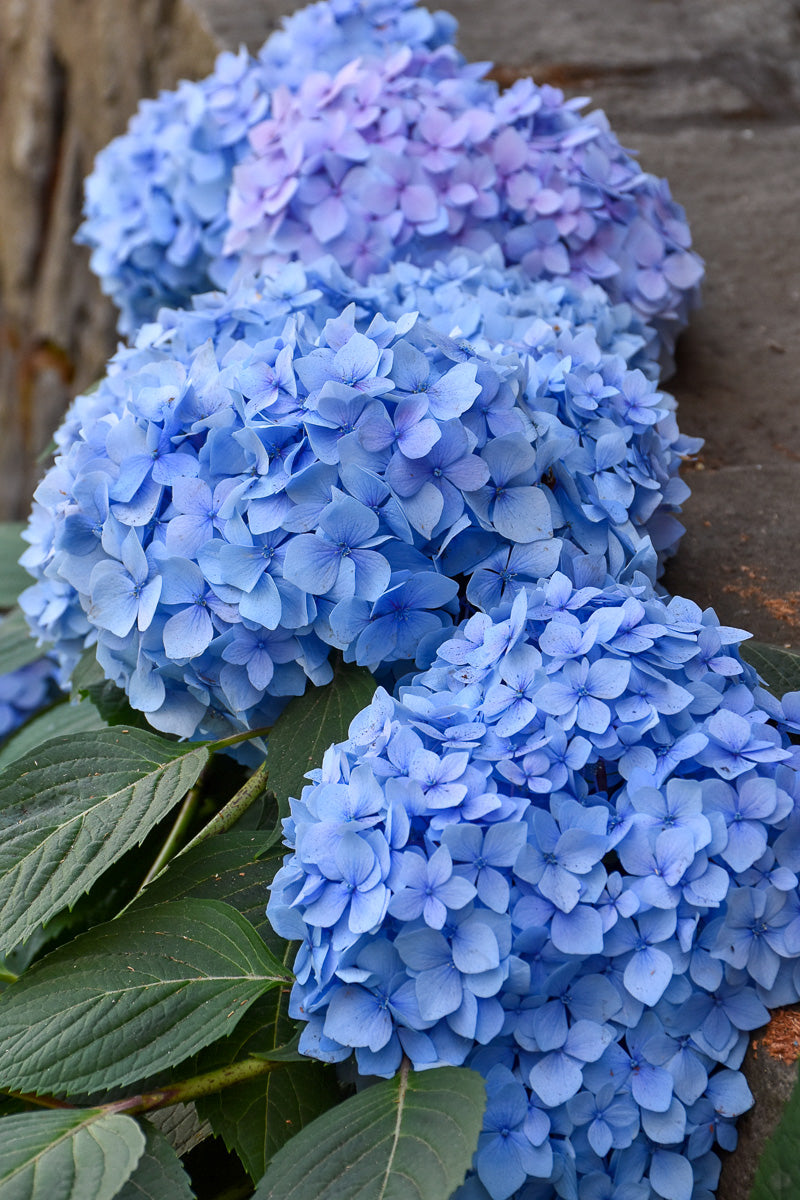 Hydrangea, Blue Enchantress