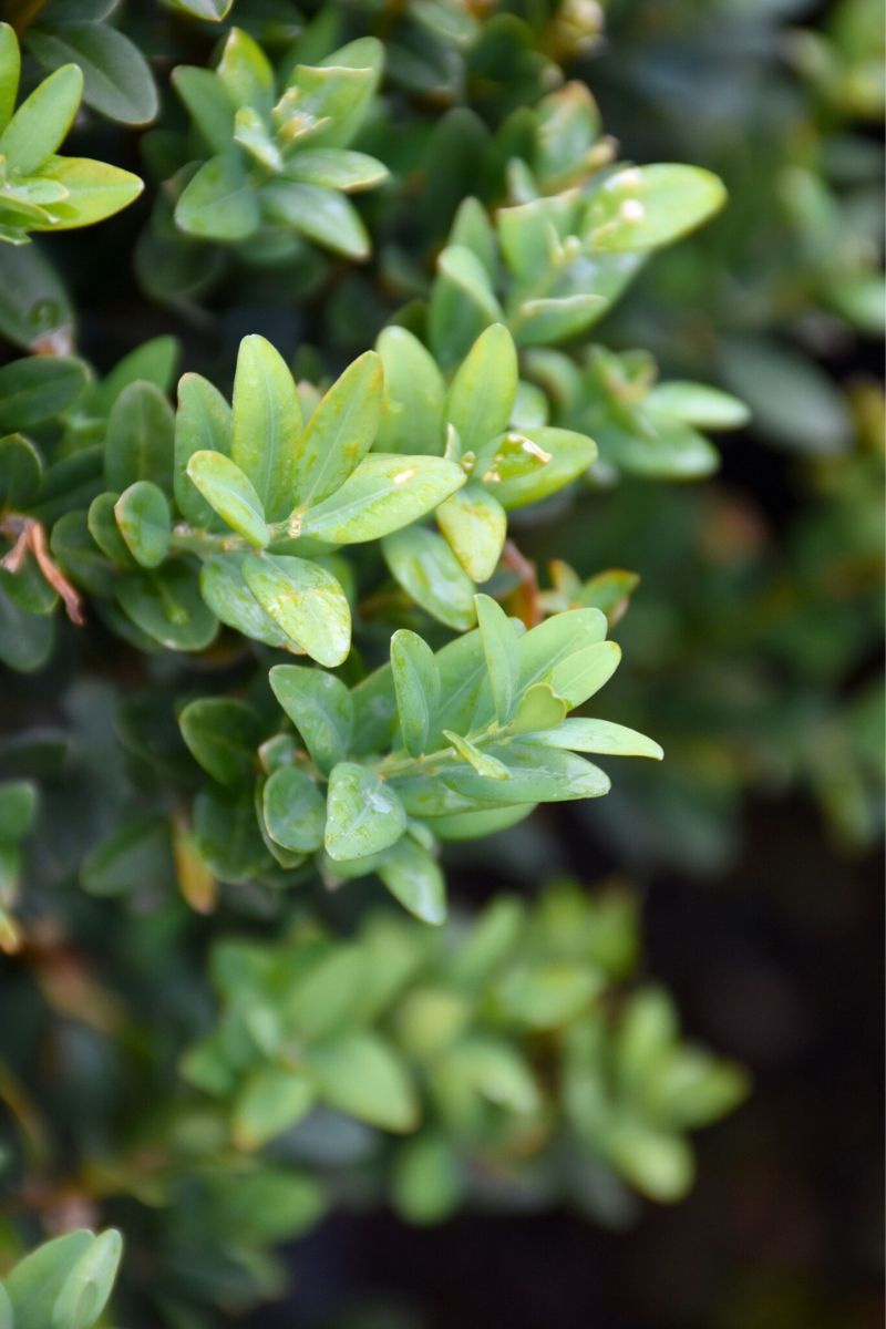 Boxwood, Newport Blue