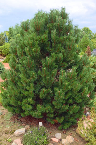 Pine, Mugo Fastigiata