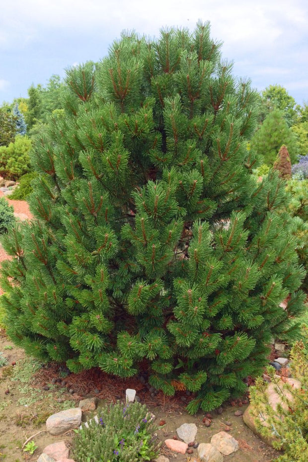 Pine, Mugo Fastigiata