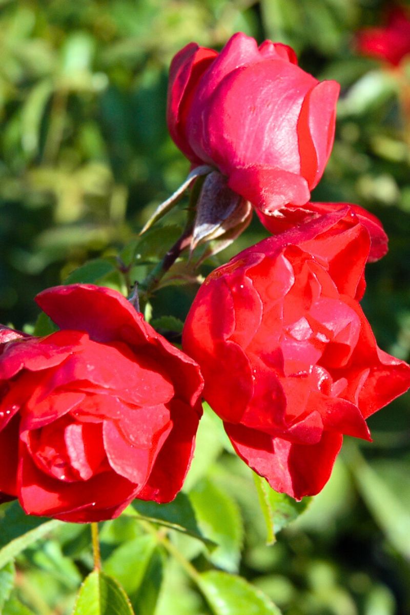 Rose, Floral Carpet Scarlet 5Gt