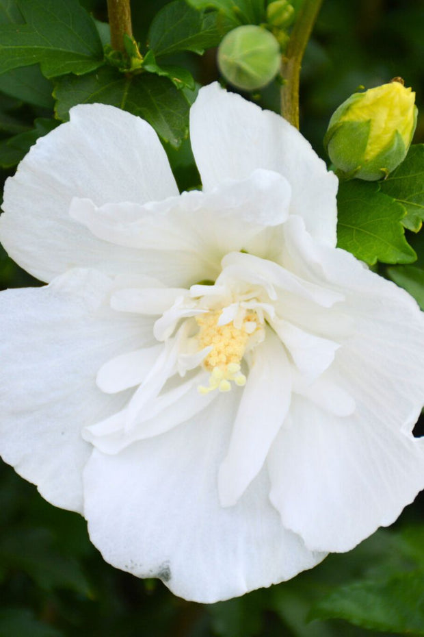 Rose Of Sharon, White Pillar