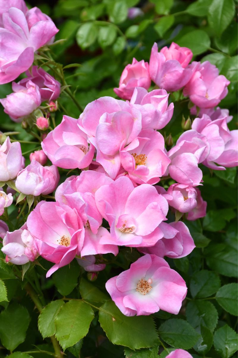 Rose, Forever & Ever Pink