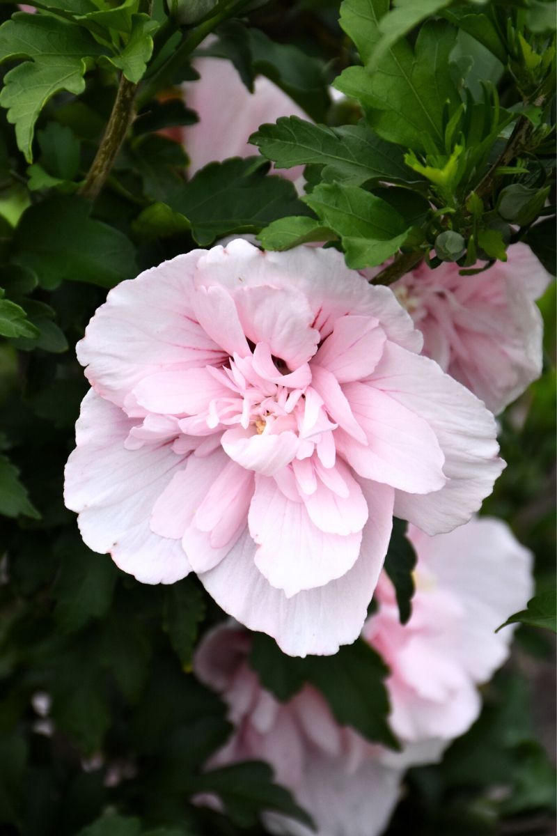 Rose Of Sharon, Pink Chiffon  S/Pk