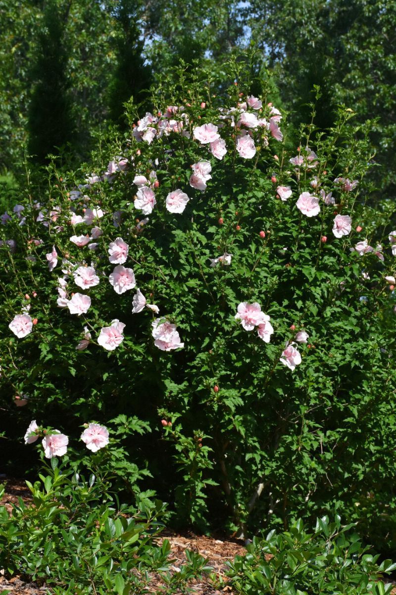 Rose Of Sharon, Pink Chiffon  S/Pk