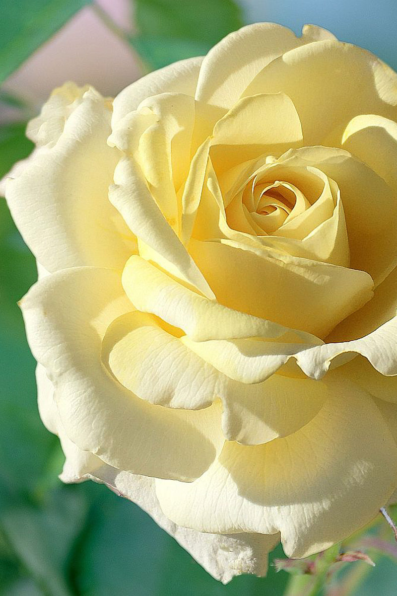 Rose, Chantilly Cream