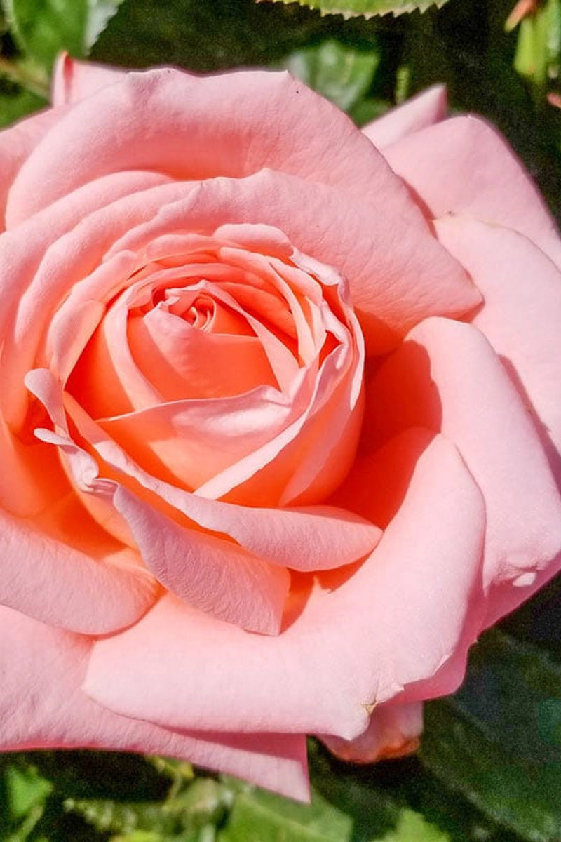 Rose, Heavenly Scented