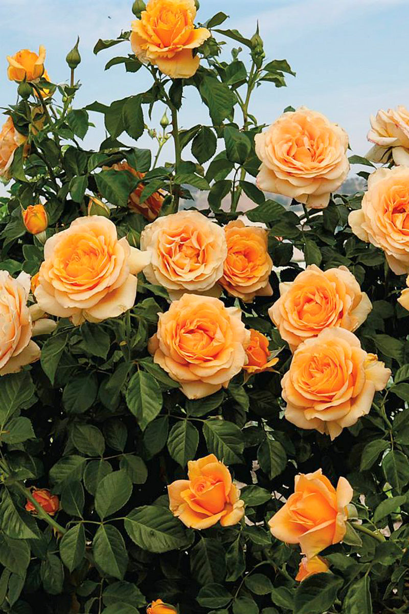 Rose, Golden Opportunity