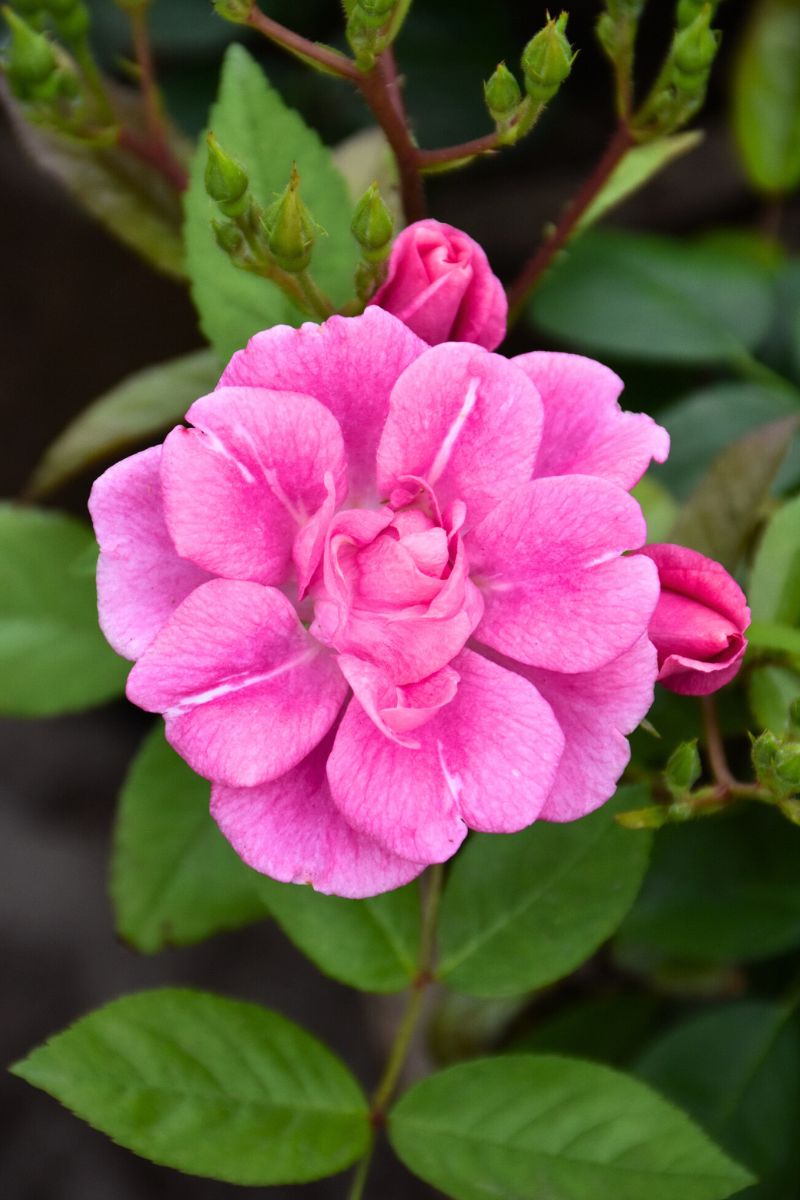 Rose, China Doll