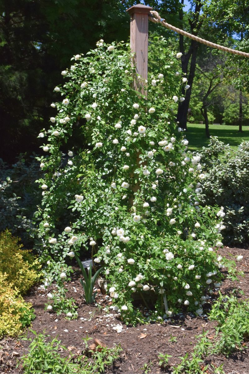 Rose, Climbing Iceberg