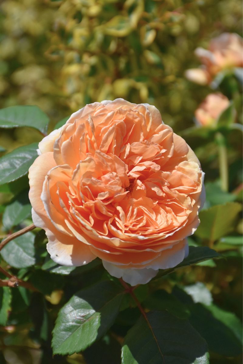 Rose, Crown Princess Margarta