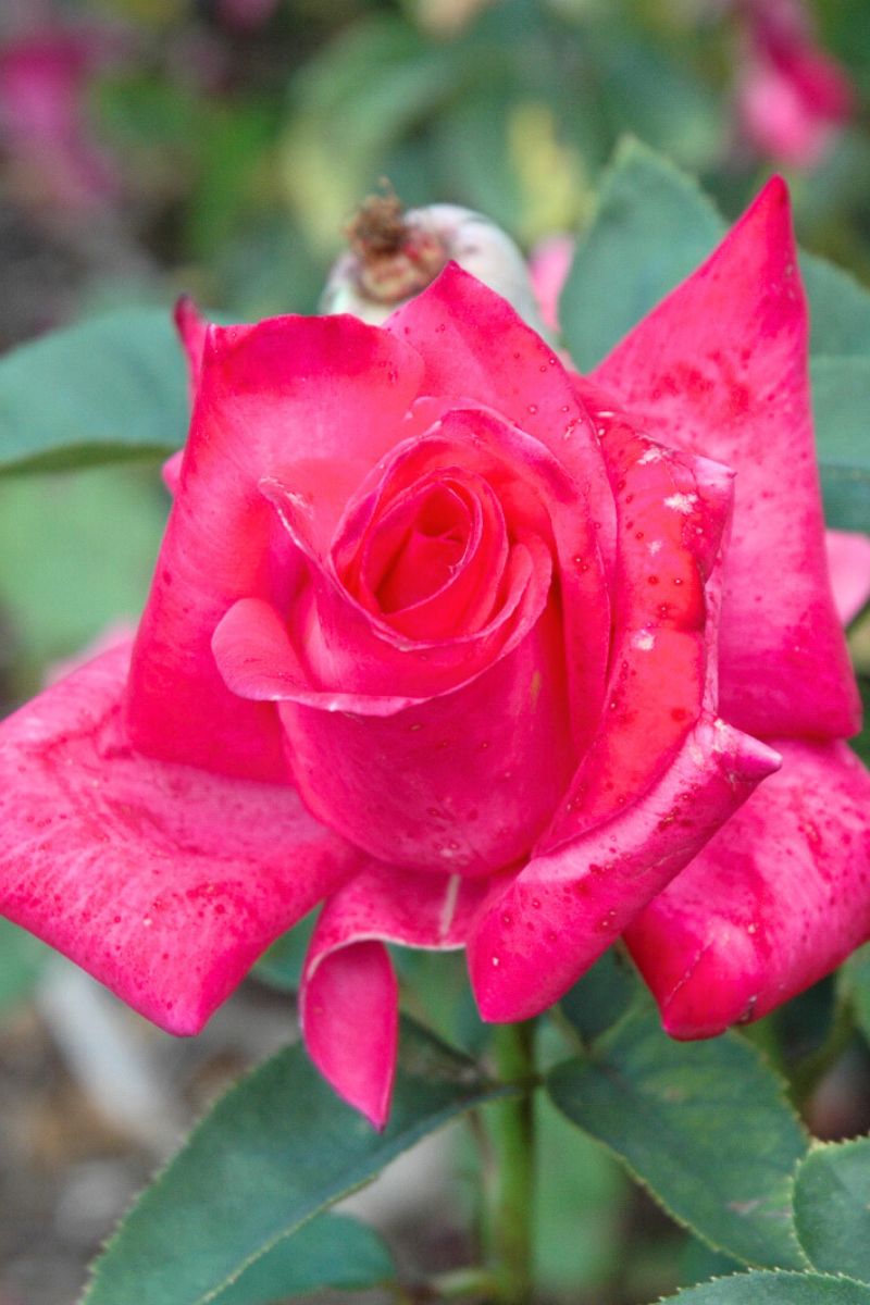 Rose, Elizabeth Taylor