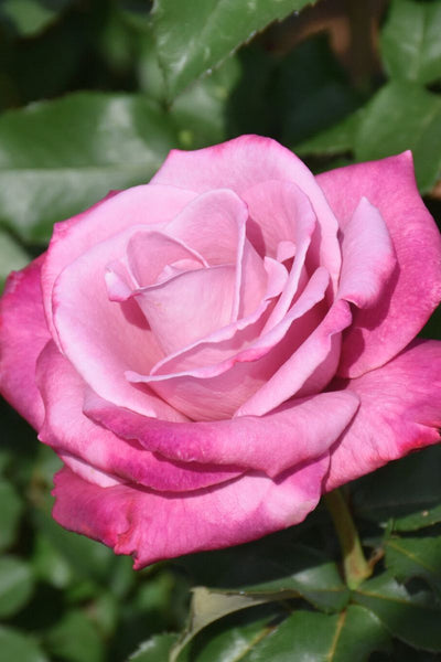 Rose, Fragrant Plum