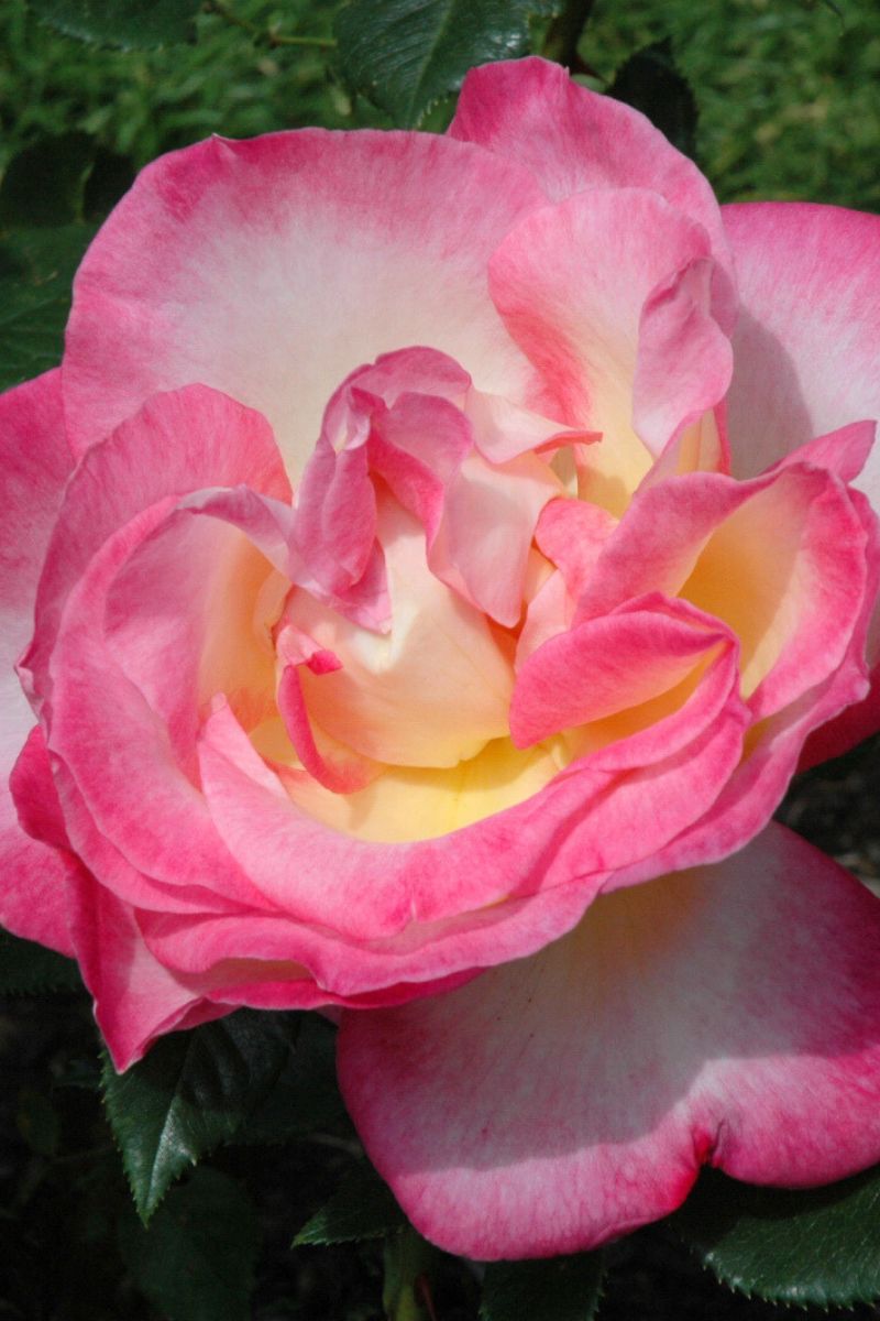 Rose, Hotel California