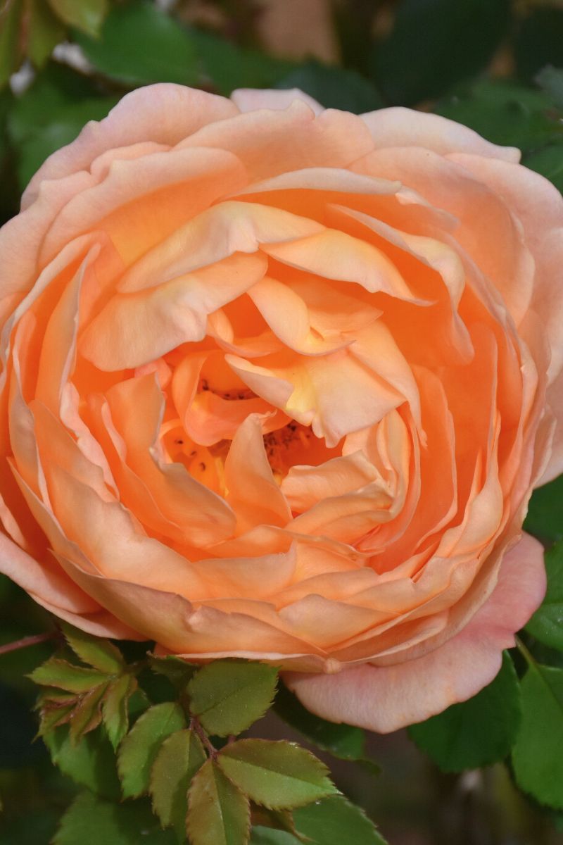 Rose, Lady Of Shalott