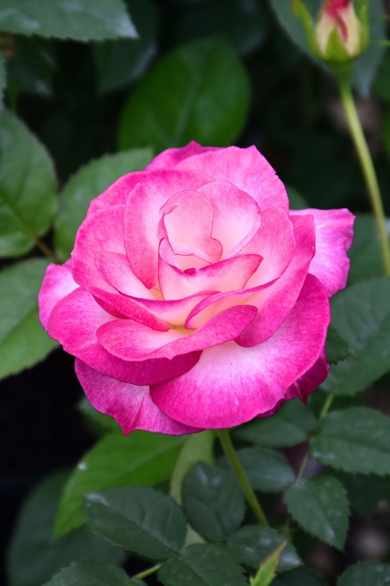 Rose, Miss Congeniality