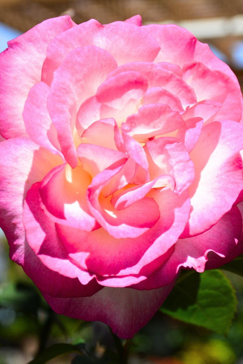 Rose, Miss Congeniality