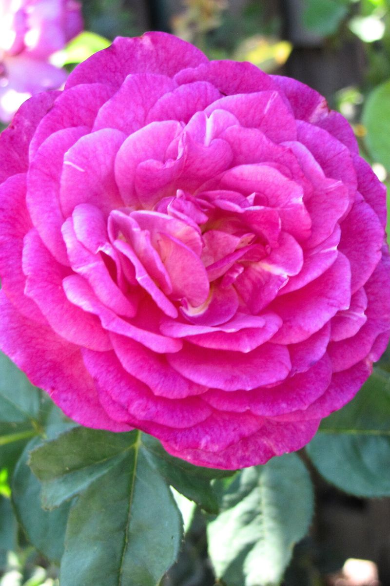 Rose, Outta The Blue – Chalet