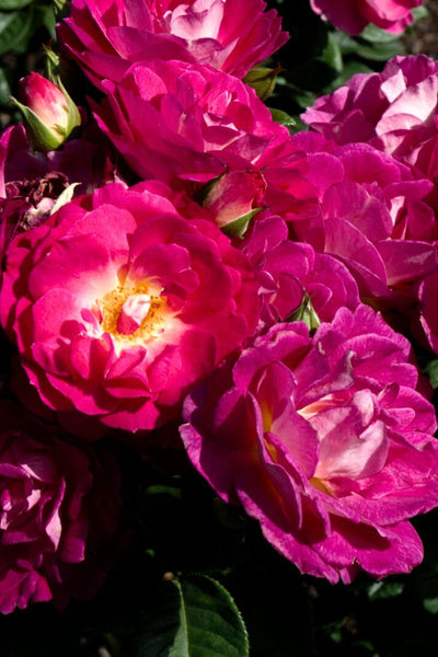 【期間限定33%off】The rose Rose, Outta The Blue – Chalet