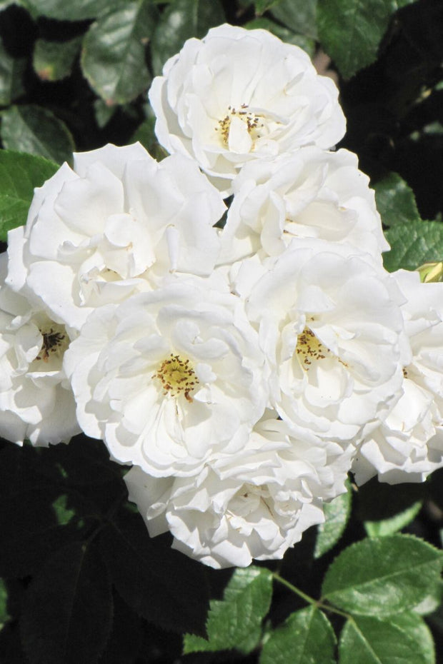 620 Roses Roses Roses Shrub Roses – Chalet