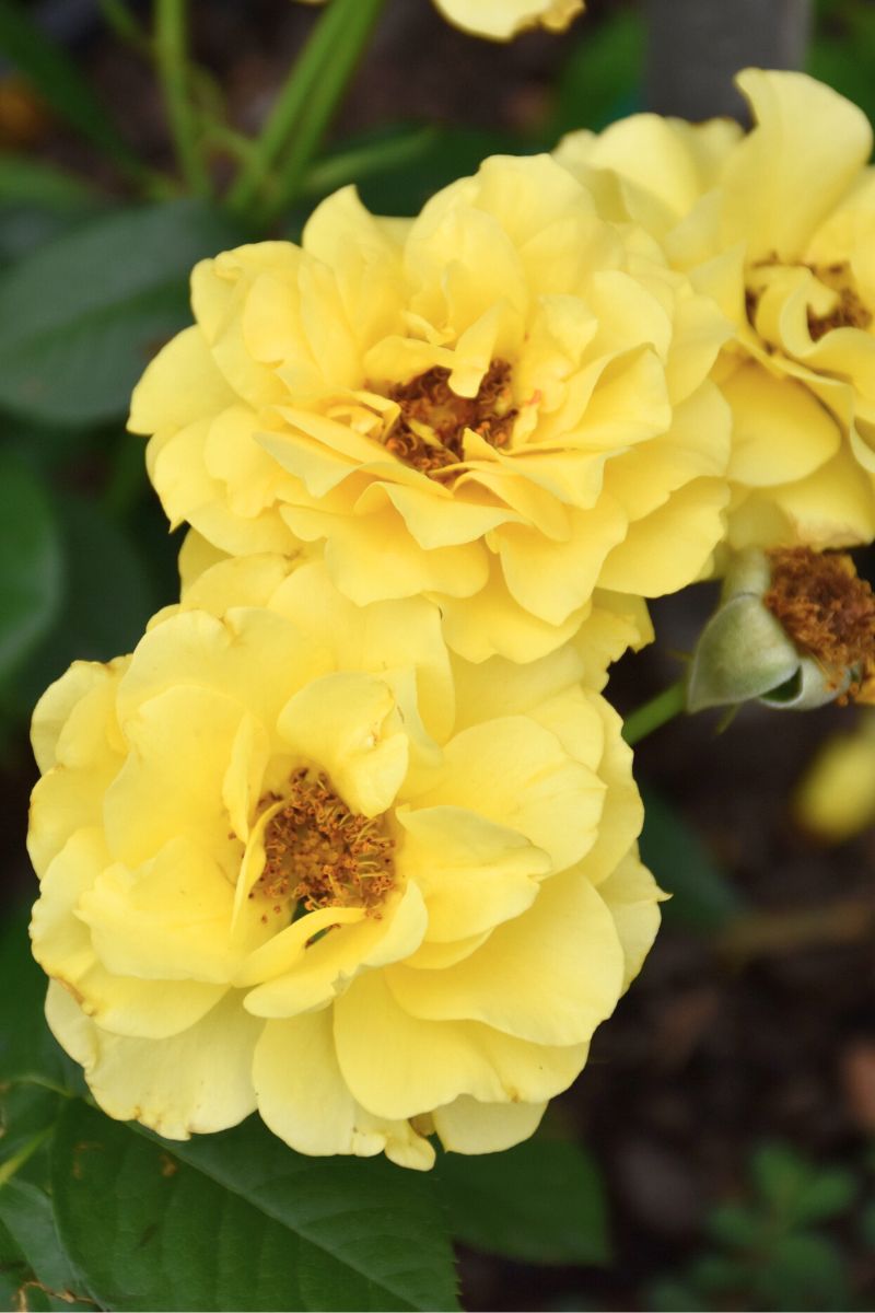 Rose, Sparkle And Shine