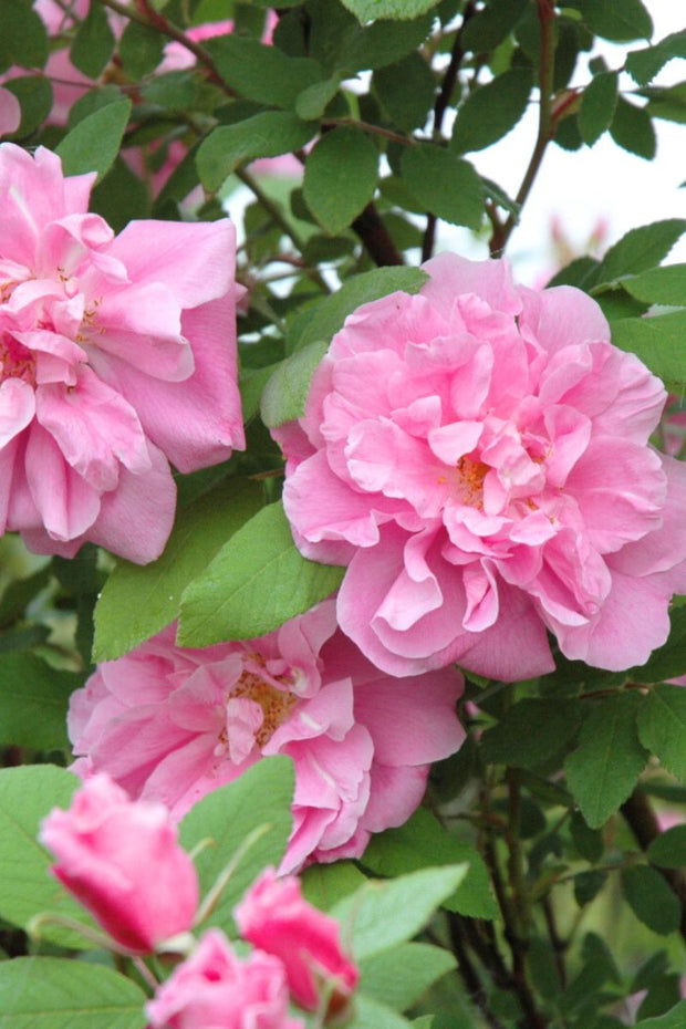 620 Roses Roses Roses Shrub Roses – Chalet
