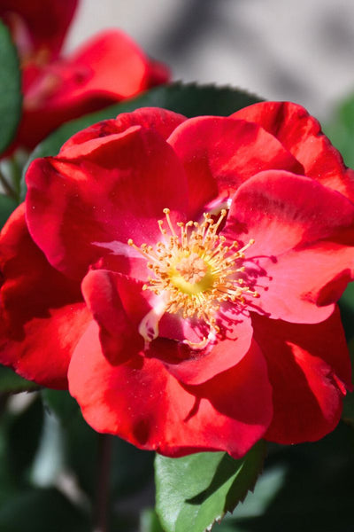 FOR ART’s SAKE Top Gun Rose Shop Top Gun Shrub Rose Online | Sun Perennials | Breck main image 2