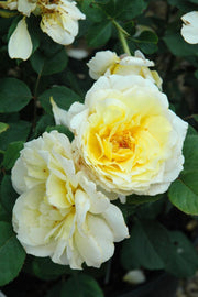 Rose, White Licorice