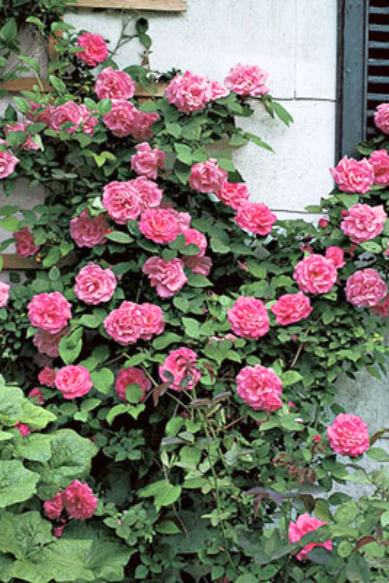 Rose, Zephirine Drouhin