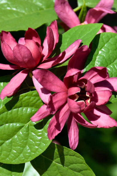 Carolina Allspice