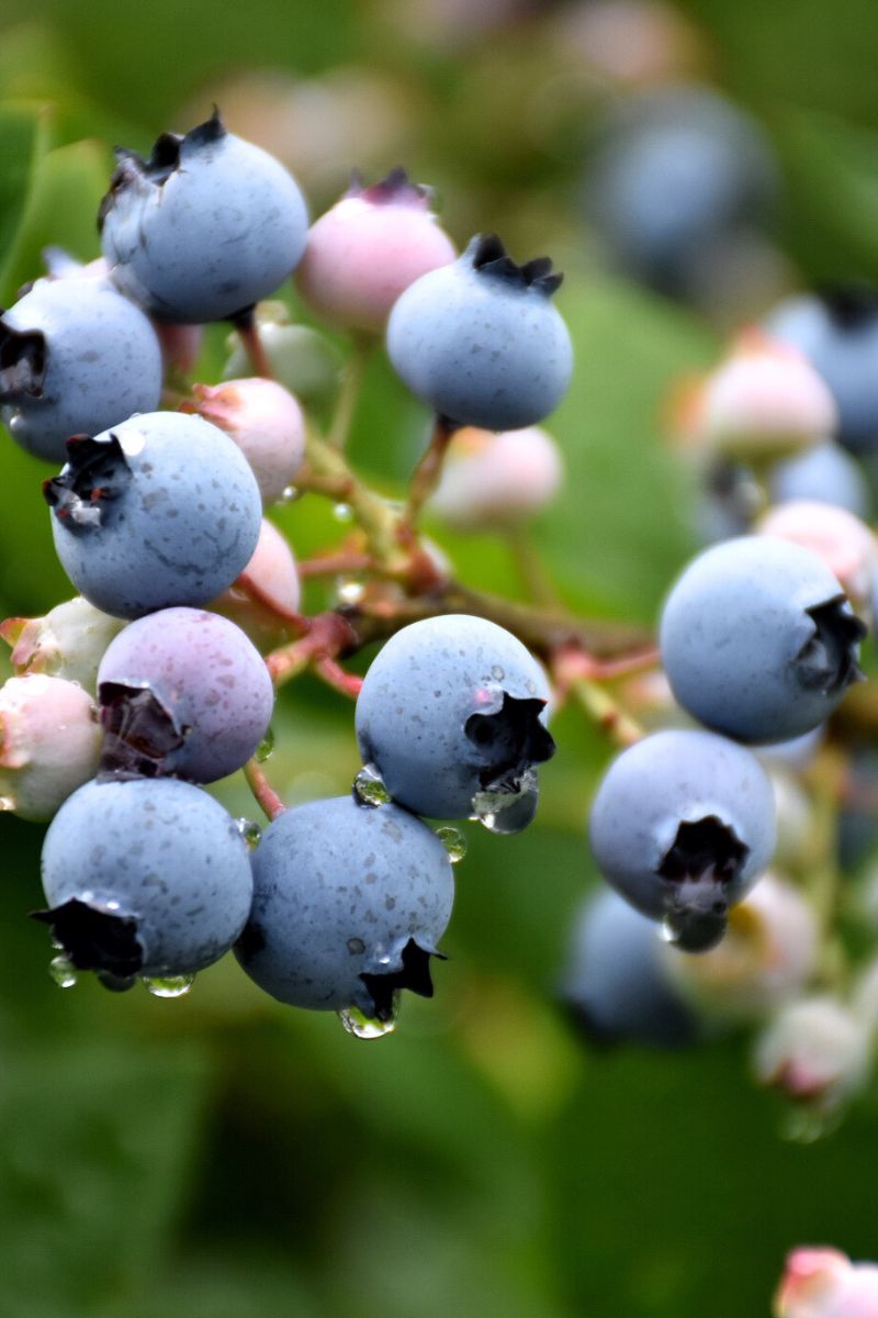 Blueberry Bluecrop