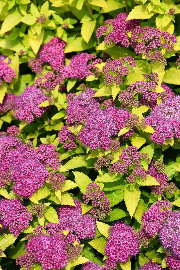 Spirea, Double Play Gold