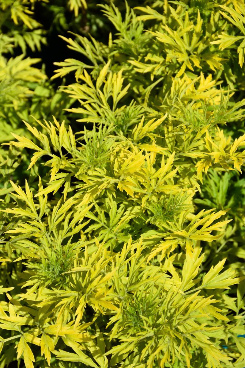 Elderberry, Golden Tower