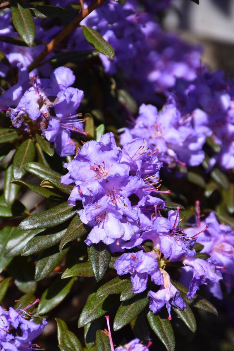 Rhododendron, Grape Jam