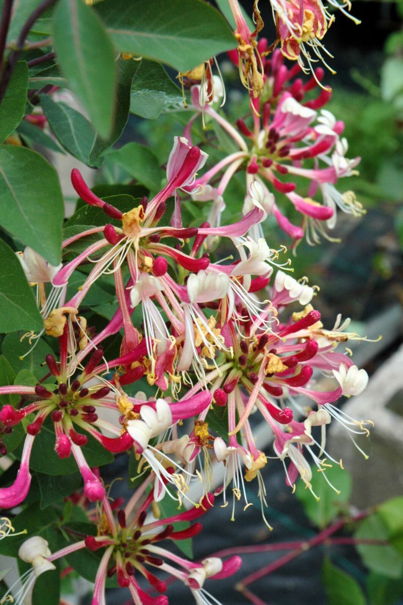 Vine, Honeysuckle, Late Dutch