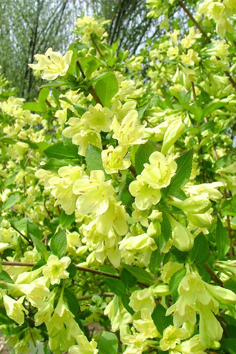 Weigela, Lemon Ice