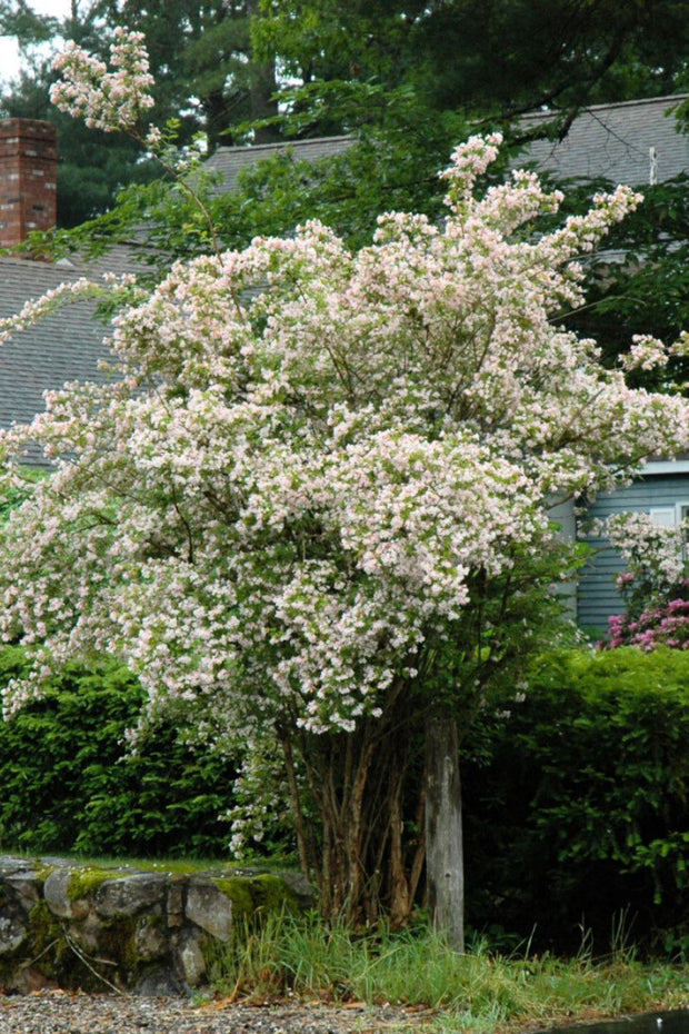 Beautybush, Pink Cloud