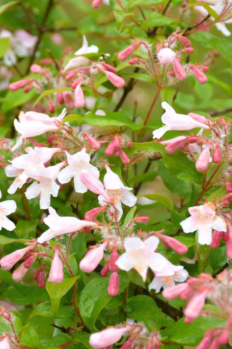 Beautybush, Pink Cloud