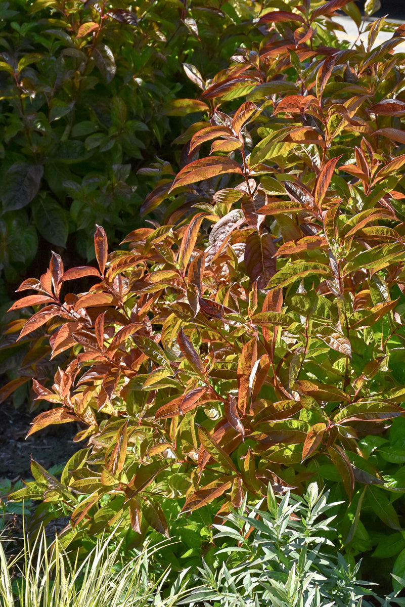 Weigela, Wings Of Fire