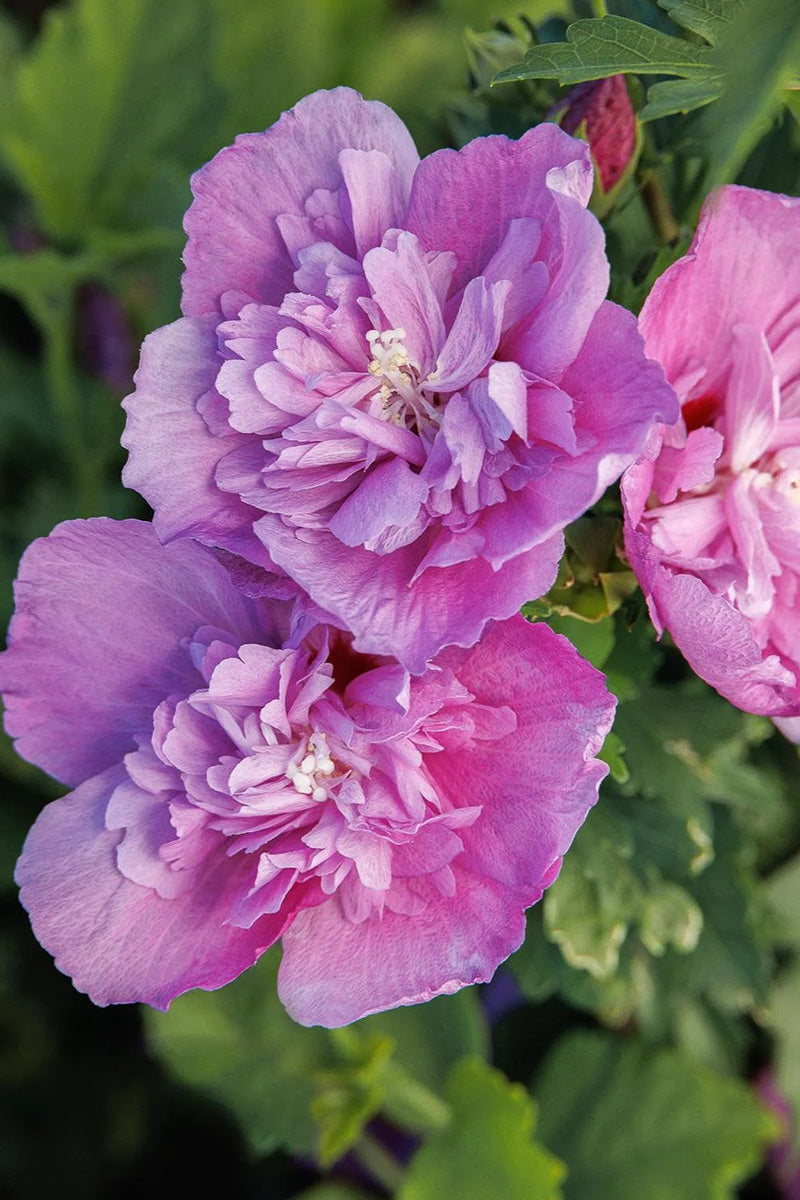 Rose Of Sharon,  Chateau De Saumur
