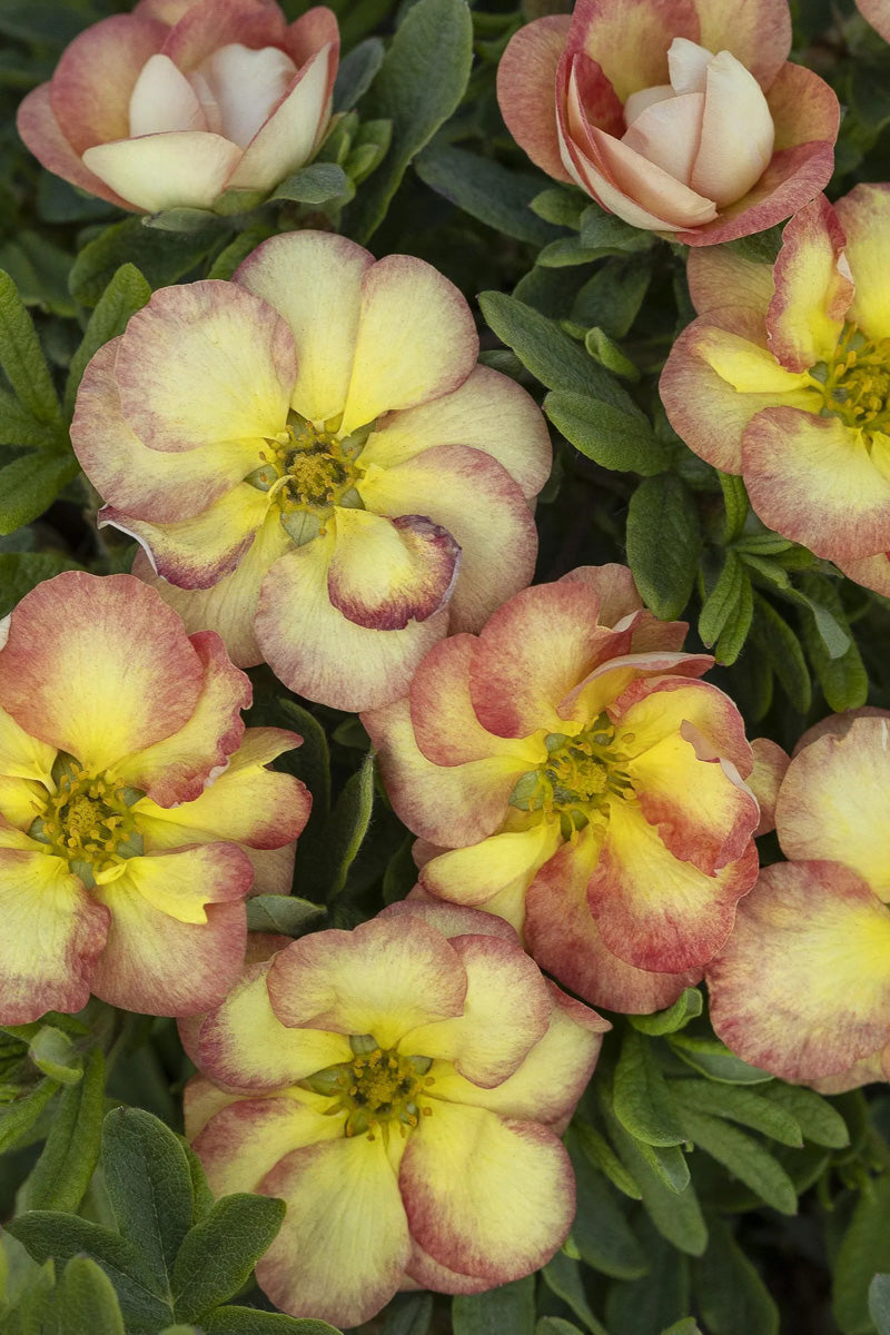 Potentilla, Gingersnap 5G